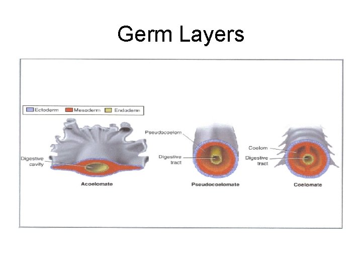 Germ Layers 