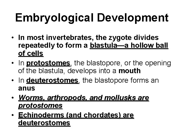 Embryological Development • In most invertebrates, the zygote divides repeatedly to form a blastula—a