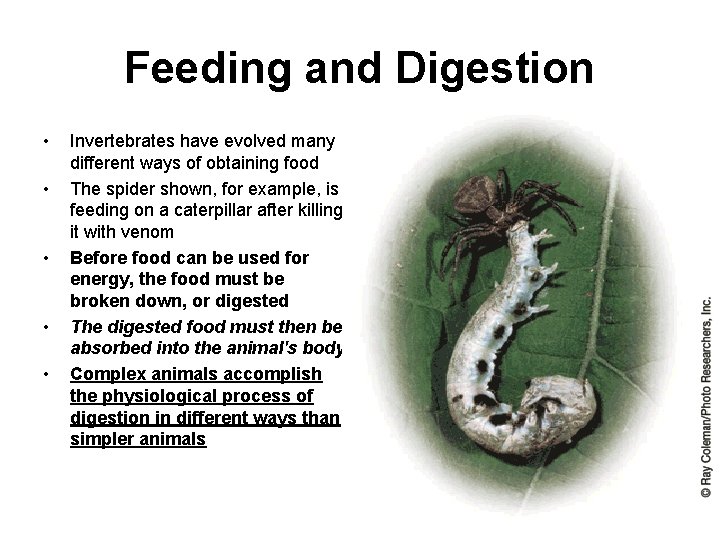 Feeding and Digestion • • • Invertebrates have evolved many different ways of obtaining