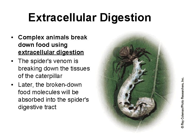 Extracellular Digestion • Complex animals break down food using extracellular digestion • The spider's