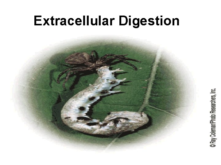 Extracellular Digestion 
