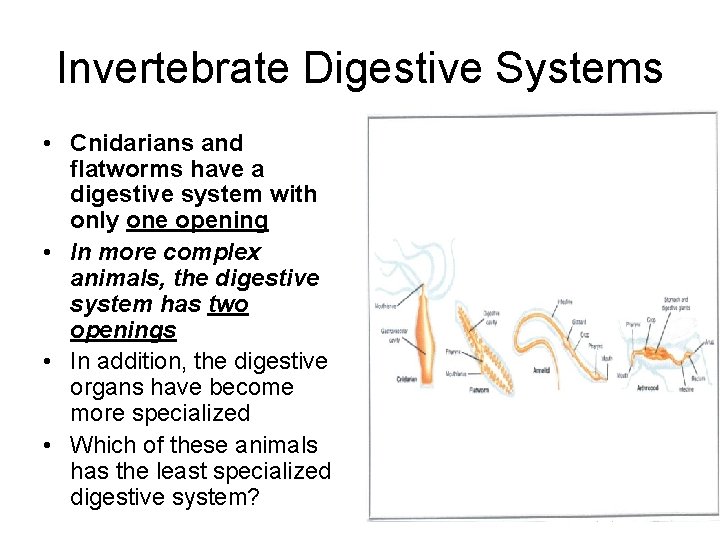 Invertebrate Digestive Systems • Cnidarians and flatworms have a digestive system with only one