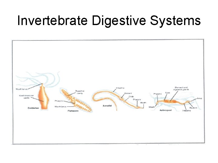 Invertebrate Digestive Systems 