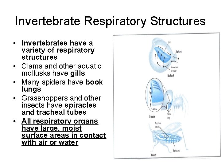 Invertebrate Respiratory Structures • Invertebrates have a variety of respiratory structures • Clams and