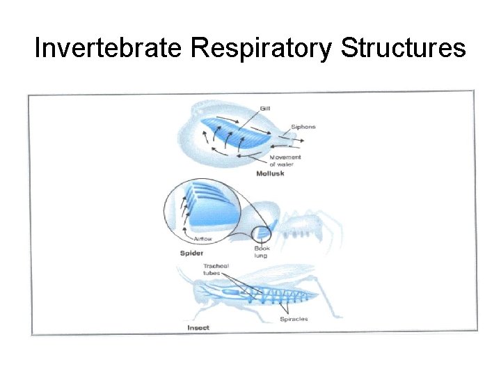 Invertebrate Respiratory Structures 