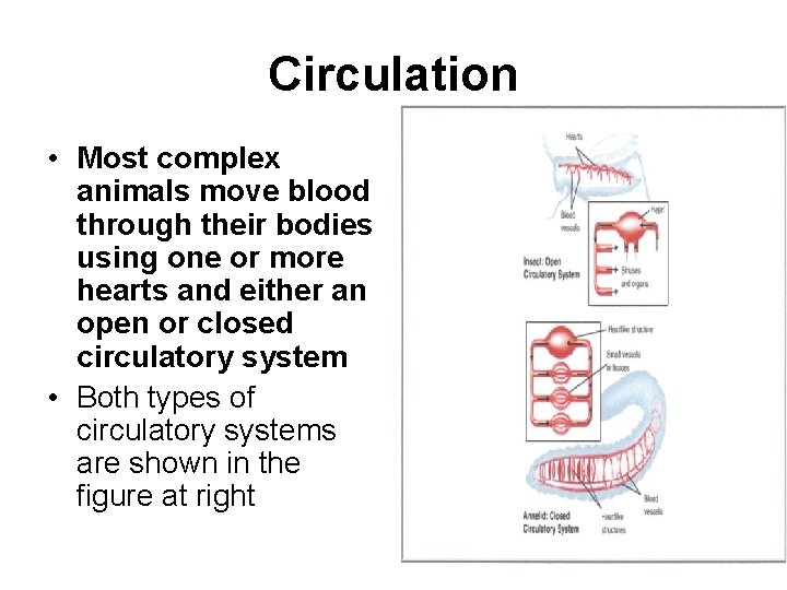 Circulation • Most complex animals move blood through their bodies using one or more