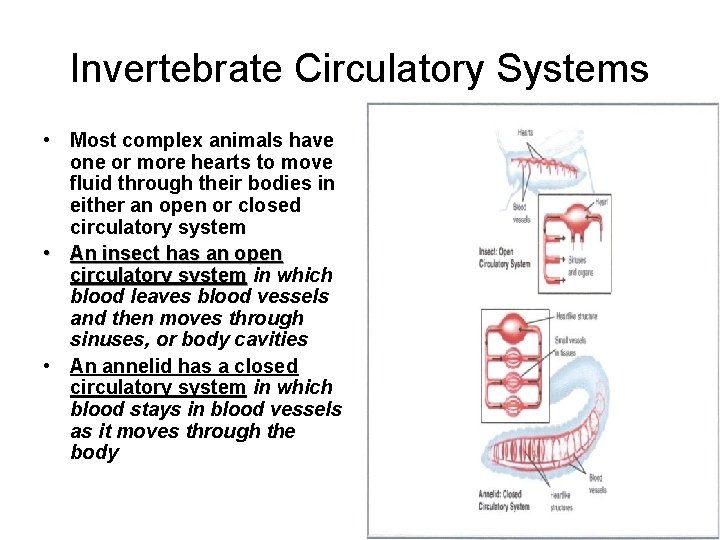 Invertebrate Circulatory Systems • Most complex animals have one or more hearts to move