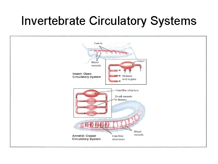 Invertebrate Circulatory Systems 