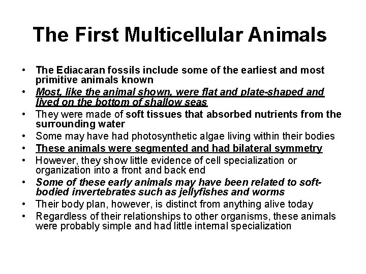 The First Multicellular Animals • The Ediacaran fossils include some of the earliest and