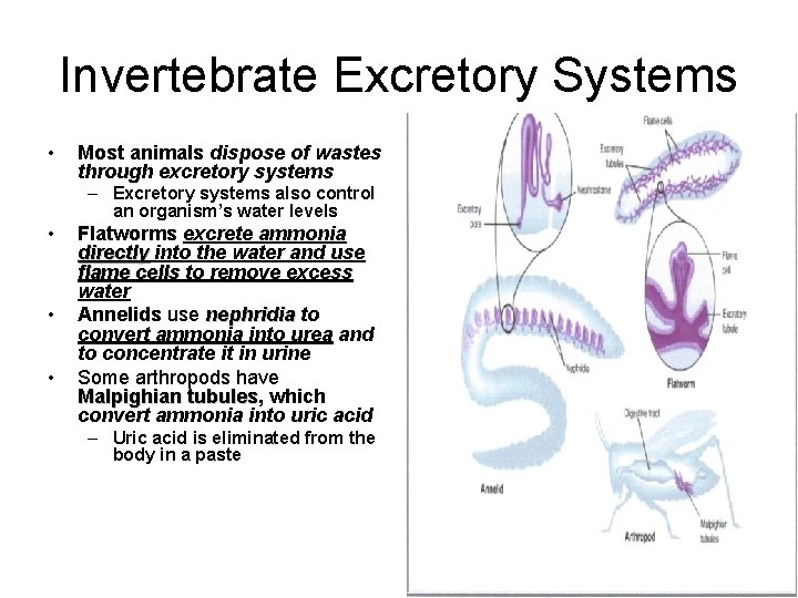 Invertebrate Excretory Systems • Most animals dispose of wastes through excretory systems – Excretory