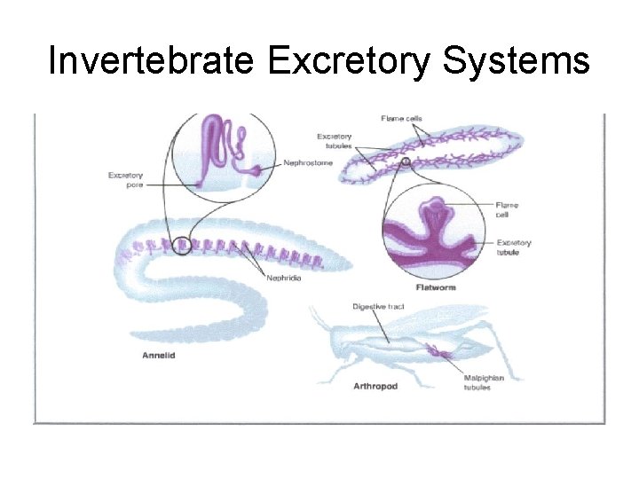 Invertebrate Excretory Systems 