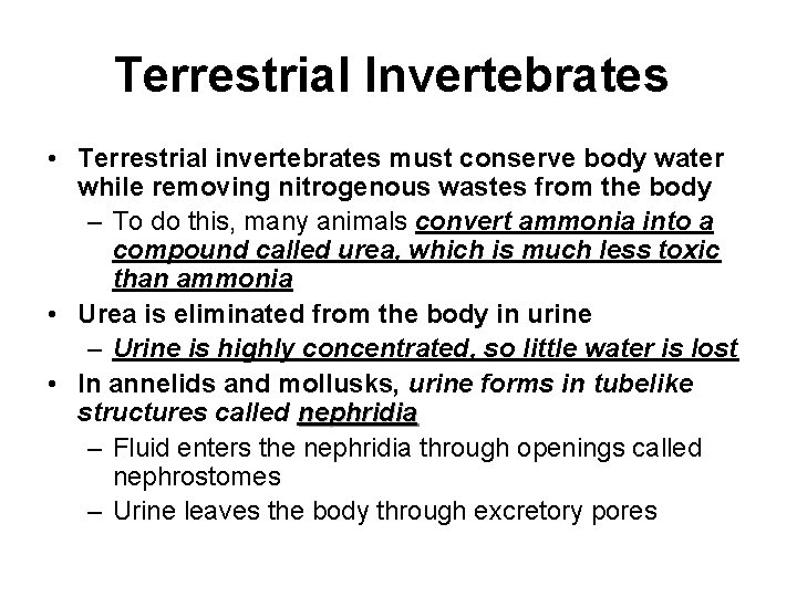 Terrestrial Invertebrates • Terrestrial invertebrates must conserve body water while removing nitrogenous wastes from