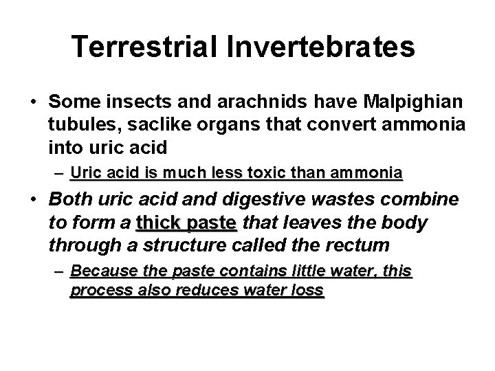 Terrestrial Invertebrates • Some insects and arachnids have Malpighian tubules, saclike organs that convert