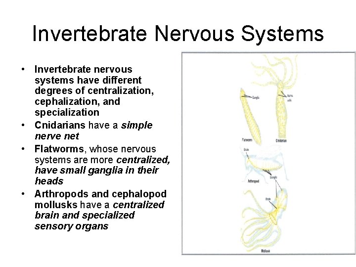 Invertebrate Nervous Systems • Invertebrate nervous systems have different degrees of centralization, cephalization, and