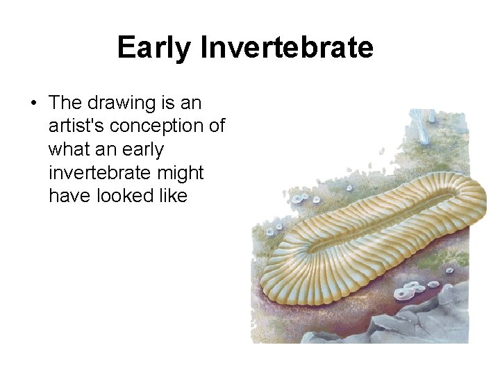 Early Invertebrate • The drawing is an artist's conception of what an early invertebrate