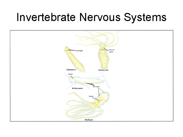 Invertebrate Nervous Systems 