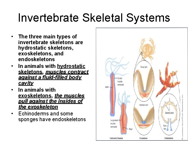 Invertebrate Skeletal Systems • The three main types of invertebrate skeletons are hydrostatic skeletons,