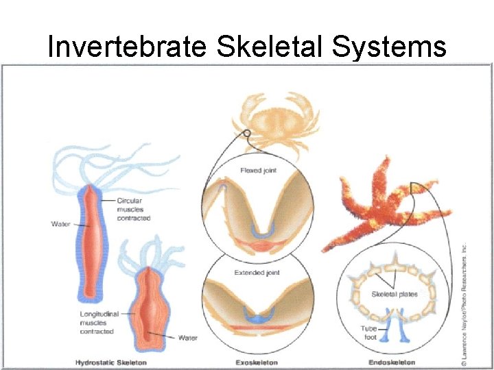 Invertebrate Skeletal Systems 