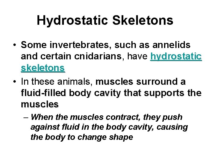 Hydrostatic Skeletons • Some invertebrates, such as annelids and certain cnidarians, have hydrostatic skeletons