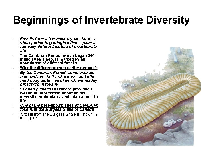 Beginnings of Invertebrate Diversity • • Fossils from a few million years later—a short