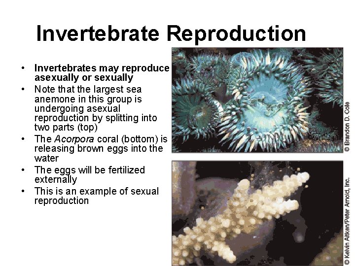 Invertebrate Reproduction • Invertebrates may reproduce asexually or sexually • Note that the largest