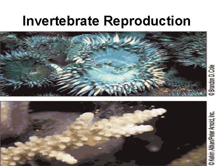Invertebrate Reproduction 