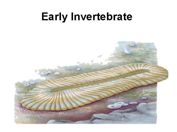 Early Invertebrate 