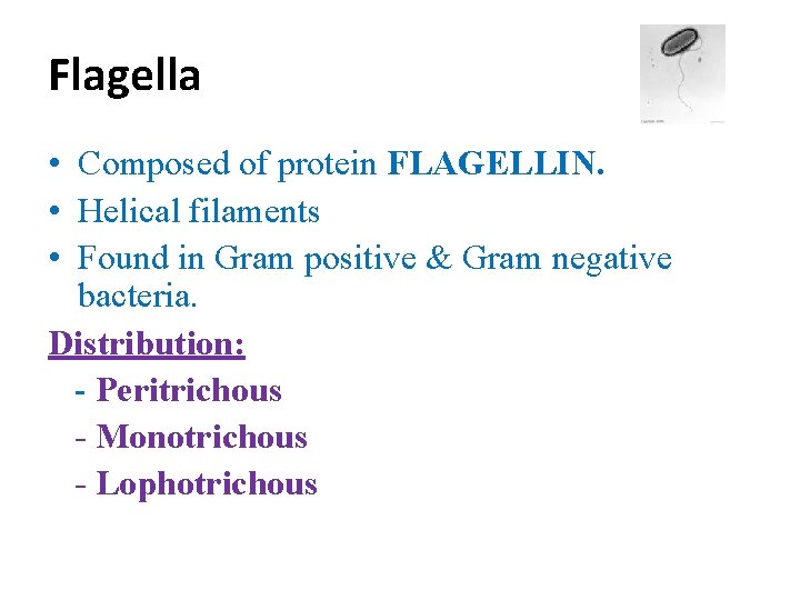 Flagella • Composed of protein FLAGELLIN. • Helical filaments • Found in Gram positive