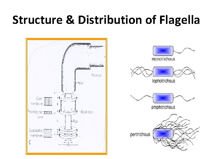 Structure & Distribution of Flagella 