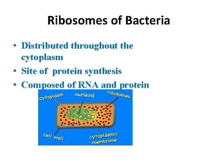 Ribosomes of Bacteria • Distributed throughout the cytoplasm • Site of protein synthesis •