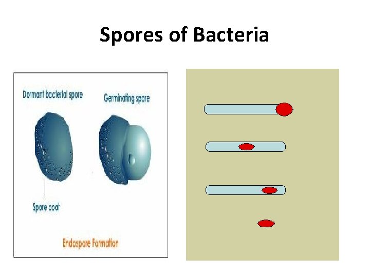 Spores of Bacteria 