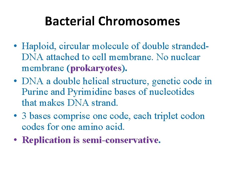 Bacterial Chromosomes • Haploid, circular molecule of double stranded. DNA attached to cell membrane.