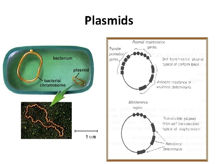 Plasmids 