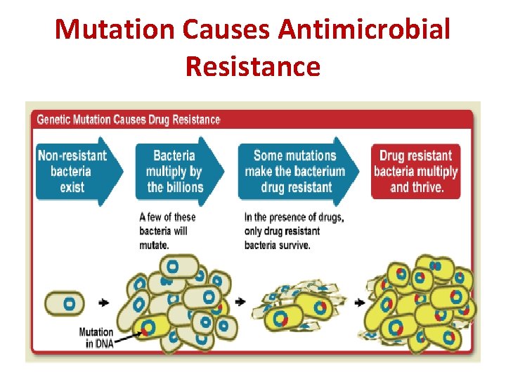 Mutation Causes Antimicrobial Resistance 