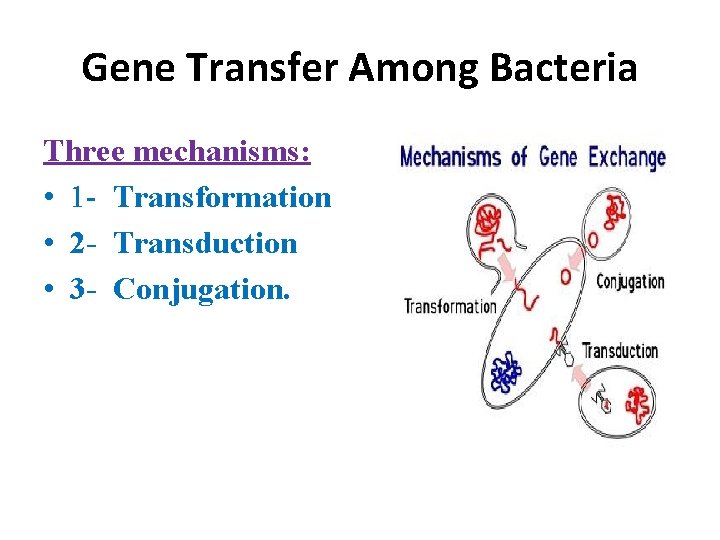 Gene Transfer Among Bacteria Three mechanisms: • 1 - Transformation • 2 - Transduction