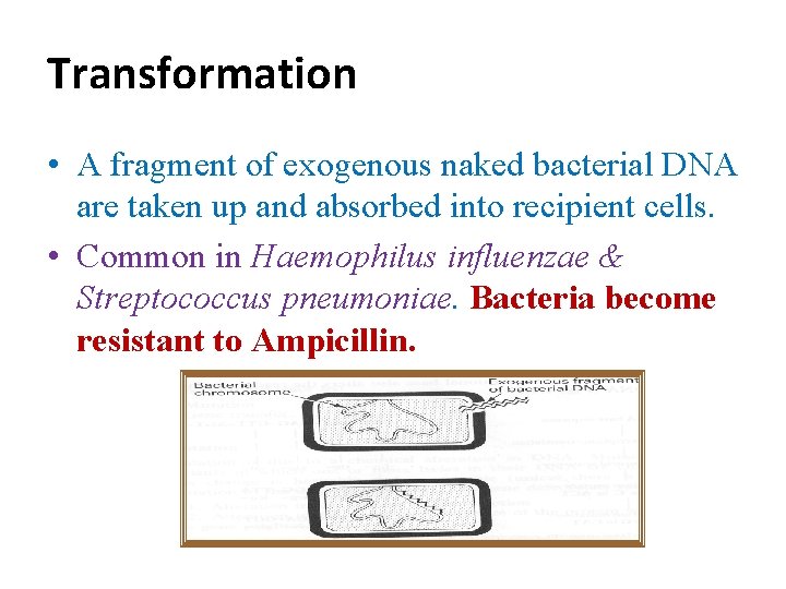 Transformation • A fragment of exogenous naked bacterial DNA are taken up and absorbed