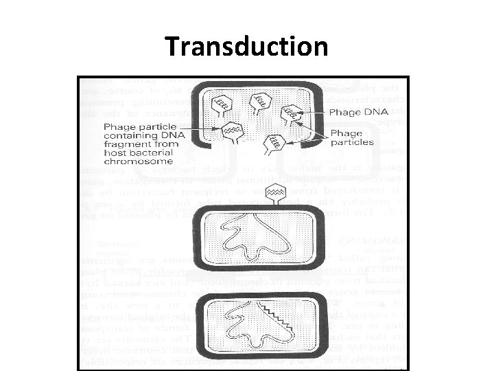 Transduction 