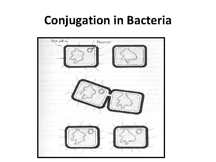 Conjugation in Bacteria 