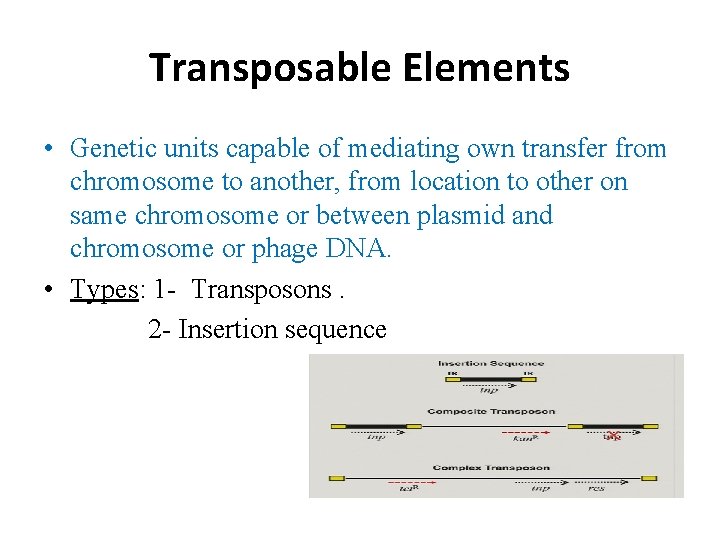 Transposable Elements • Genetic units capable of mediating own transfer from chromosome to another,