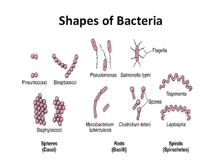 Shapes of Bacteria 