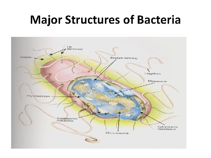 Major Structures of Bacteria 