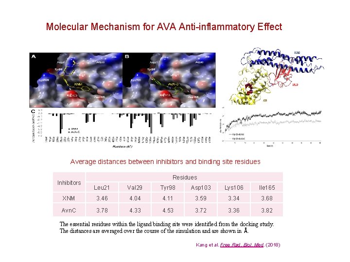 Molecular Mechanism for AVA Anti-inflammatory Effect Average distances between inhibitors and binding site residues