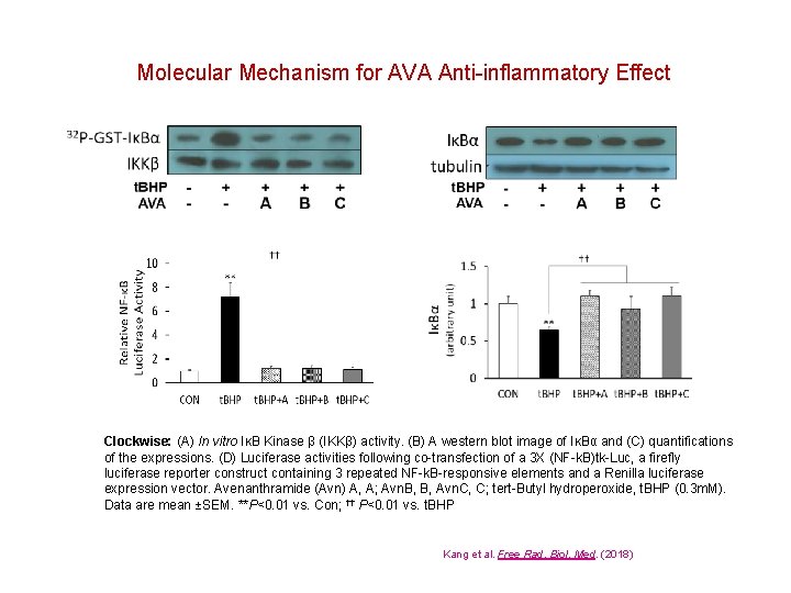 Molecular Mechanism for AVA Anti-inflammatory Effect Clockwise: (A) In vitro IκB Kinase β (IKKβ)
