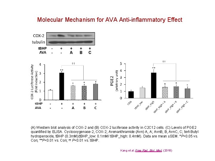 Molecular Mechanism for AVA Anti-inflammatory Effect (A) Western blot analysis of COX-2 and (B)