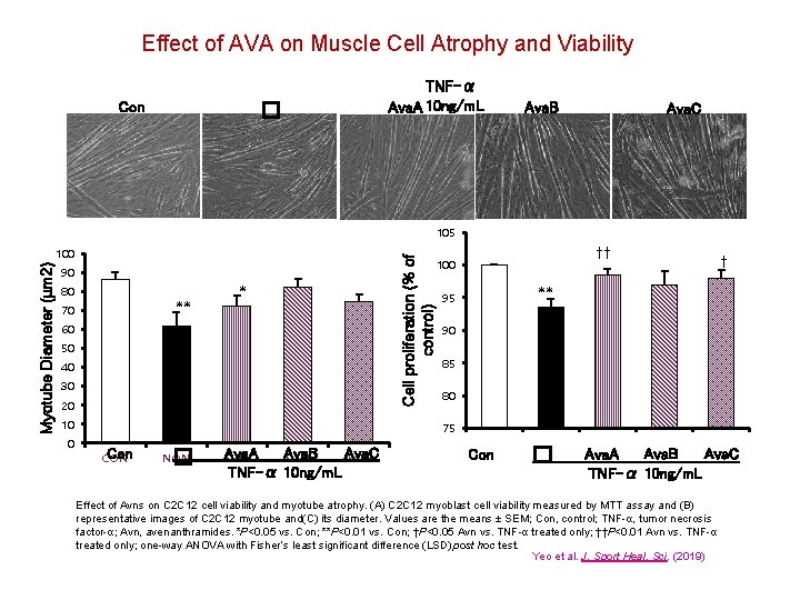 Effect of AVA on Muscle Cell Atrophy and Viability TNF-α Ava. A 10 ng/m.