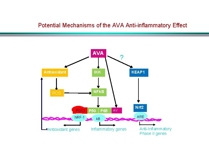 Potential Mechanisms of the AVA Anti-inflammatory Effect AVA Antioxidant ? IKK KEAP 1 NFk.