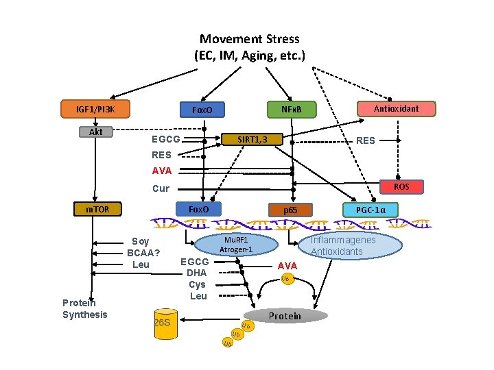 Movement Stress (EC, IM, Aging, etc. ) IGF 1/PI 3 K Akt NFκB Fox.