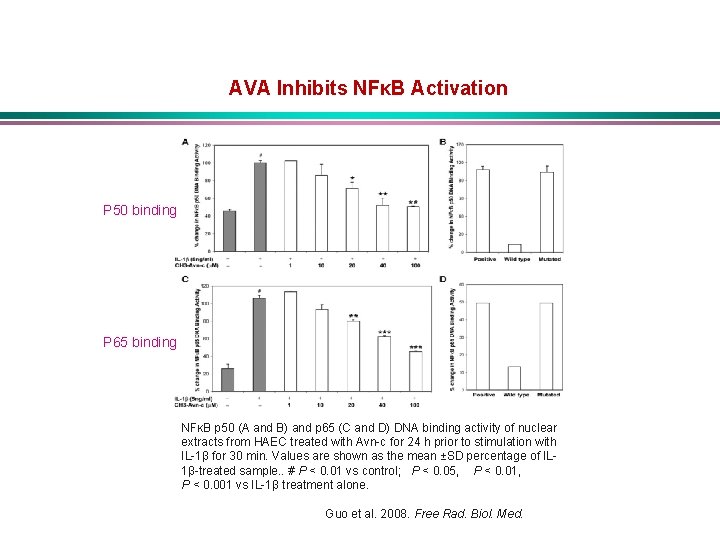 AVA Inhibits NFκB Activation P 50 binding P 65 binding NFκB p 50 (A