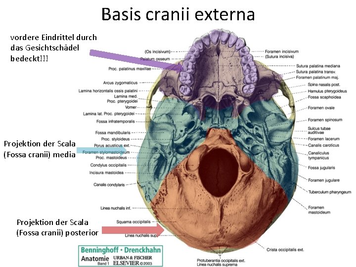Basis cranii externa vordere Eindrittel durch das Gesichtschädel bedeckt!!! Projektion der Scala (Fossa cranii)