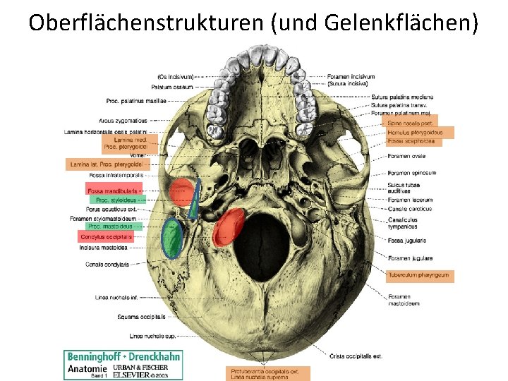 Oberflächenstrukturen (und Gelenkflächen) 